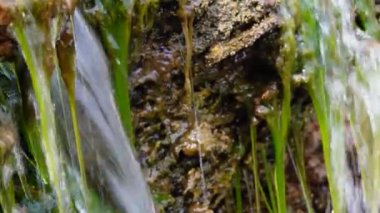 Küçük şelale, Enteromorpha, hızlı akan suda yeşil algler Tiligulsky nehrinin kıyısındaki bir kaynaktan, Ukrayna