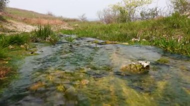 Enteromorfa, Ukrayna 'nın Tiligulsky nehrinin kıyısındaki tuz kaynağından akan hızlı akan su yosunları.