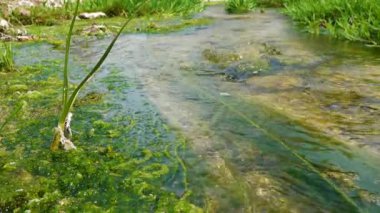 Enteromorfa, Ukrayna 'nın Tiligulsky nehrinin kıyısındaki tuz kaynağından akan hızlı akan su yosunları.