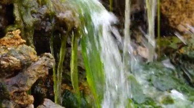 Küçük şelale, Enteromorpha, hızlı akan suda yeşil algler Tiligulsky nehrinin kıyısındaki bir kaynaktan, Ukrayna