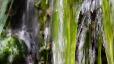 Küçük şelale, Enteromorpha, hızlı akan suda yeşil algler Tiligulsky nehrinin kıyısındaki bir kaynaktan, Ukrayna