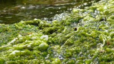 Enteromorfa, Ukrayna 'nın Tiligulsky nehrinin kıyısındaki tuz kaynağından akan hızlı akan su yosunları.
