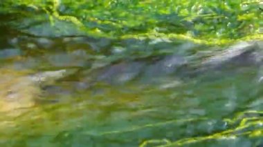 Enteromorfa, Ukrayna 'nın Tiligulsky nehrinin kıyısındaki tuz kaynağından akan hızlı akan su yosunları.