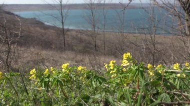(Gymnospermium Odessanum), Ukrayna 'nın Kırmızı Kitabı' ndan çiçek açan bitkiler. Tiligulsky haliçleri. Ukrayna