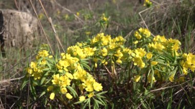 (Gymnospermium Odessanum), Ukrayna 'nın Kırmızı Kitabı' ndan çiçek açan bitkiler. Tiligulsky haliçleri. Ukrayna