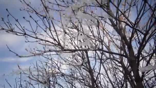 Plastic Trash Plastic Tape Garbage Waste Fluttering Wind Clinging Tree — Stock Video