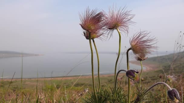 Pulsatilla Patens Een Plant Uit Grassenfamilie Ranunculaceae — Stockvideo