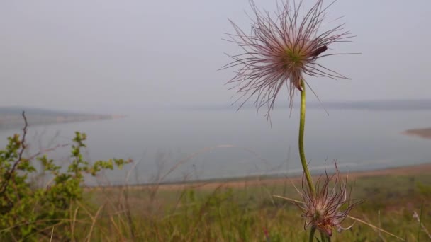 Pulsatilla Patens Egy Faj Virágzó Növény Család Ranunculaceae Ukrajna — Stock videók