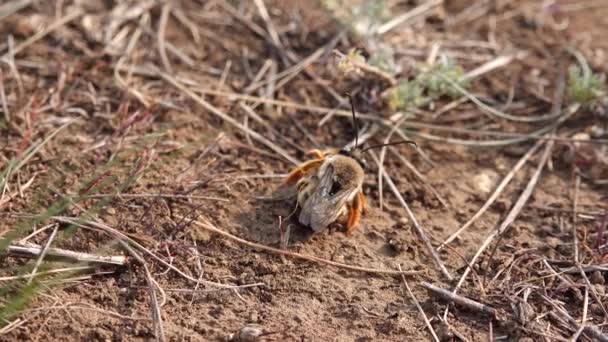 Wild Bees Breeding Season Males Fight Opportunity Mate Females Ukraine — Stock Video