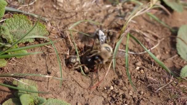 Wildbienen Während Der Brutzeit Männchen Kämpfen Die Möglichkeit Sich Mit — Stockvideo