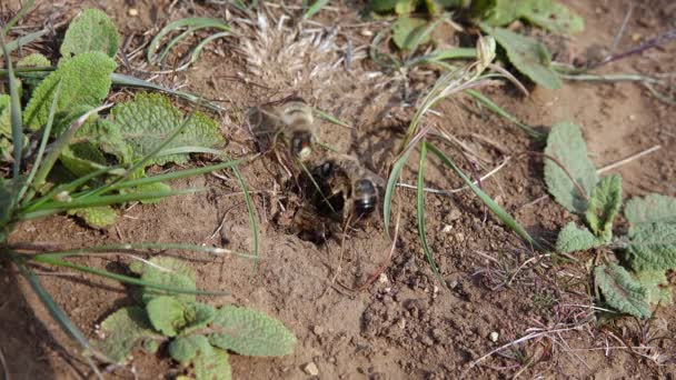 野生蜜蜂在繁殖期 雄蜂争相与雌蜂交配 乌克兰 — 图库视频影像