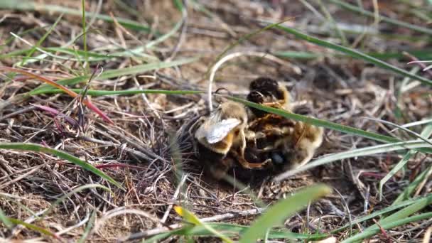 Wilde Bijen Tijdens Het Broedseizoen Vechten Mannetjes Voor Mogelijkheid Paren — Stockvideo