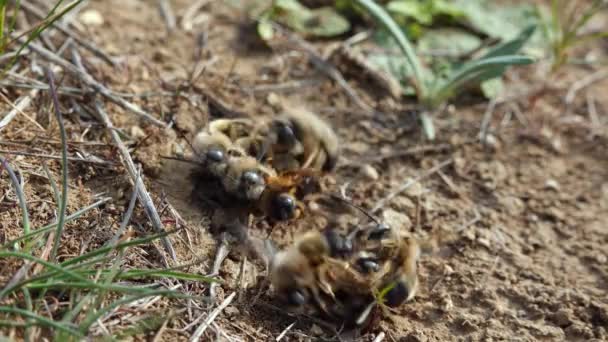 Divocí Včely Během Období Rozmnožování Bojují Příležitost Pářit Samicemi Ukrajina — Stock video
