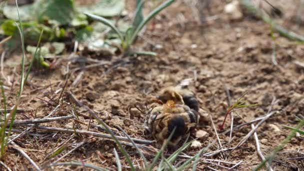 Wilde Bijen Tijdens Het Broedseizoen Vechten Mannetjes Voor Mogelijkheid Paren — Stockvideo