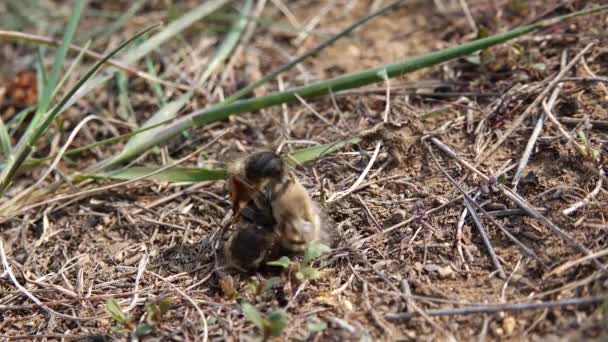 Wilde Bijen Tijdens Het Broedseizoen Vechten Mannetjes Voor Mogelijkheid Paren — Stockvideo