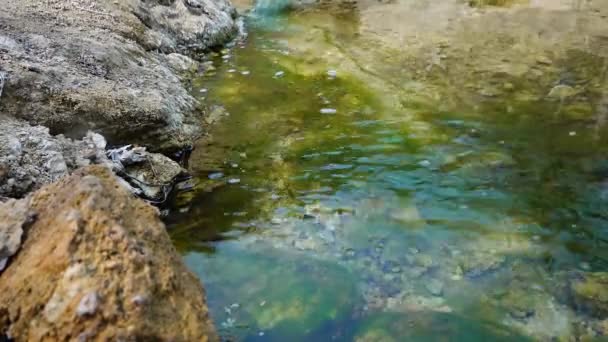 Enteromorfa Algas Verdes Agua Corriente Rápida Manantial Sal Las Orillas — Vídeos de Stock