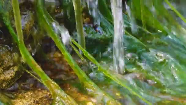Малий Водоспад Ентероморфа Зелені Водорості Швидкій Воді Джерела Берегах Тилігульського — стокове відео