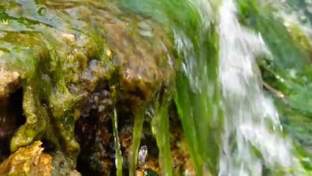 Mały Wodospad Enteromorpha Zielone Algi Szybko Płynącej Wodzie Źródła Brzegu — Wideo stockowe