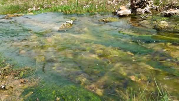 Enteromorfa Zelené Řasy Rychle Tekoucí Vodě Slaného Pramene Březích Tiligulského — Stock video