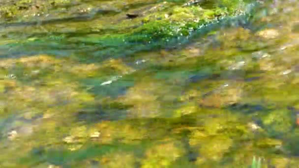 Enteromorfa Algas Verdes Agua Corriente Rápida Manantial Sal Las Orillas — Vídeos de Stock