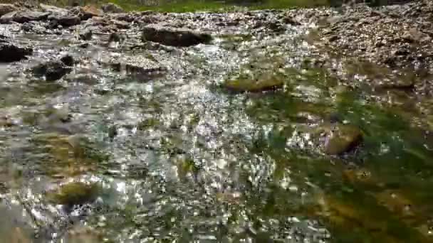 Enteromorpha Gröna Alger Snabbt Rinnande Vatten Från Saltkälla Vid Stranden — Stockvideo