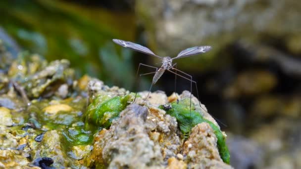 Mosquito Grande Com Pernas Longas Põe Ovos Pedras Molhadas Perto — Vídeo de Stock