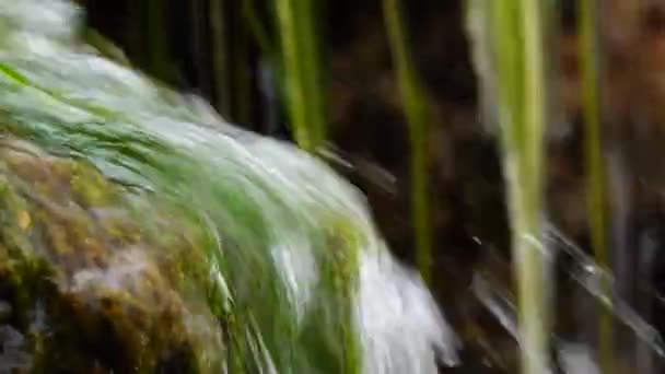 Small Waterfall Enteromorpha Green Algae Fast Flowing Water Spring Banks — Stock Video