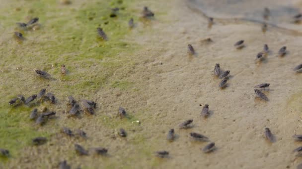 Kleine Fliegen Ufer Des Schnell Fließenden Wassers Aus Einer Quelle — Stockvideo