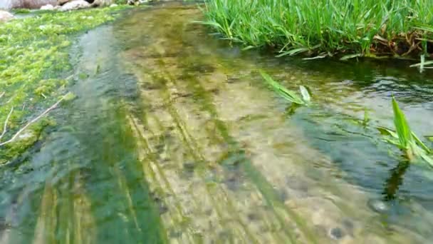 Enteromorfa Algas Verdes Agua Corriente Rápida Manantial Sal Las Orillas — Vídeos de Stock