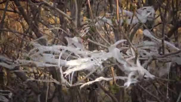 Пластикове Сміття Пластмасова Стрічка Відходів Пурхають Вітром Чіпляється Гілок Дерев — стокове відео