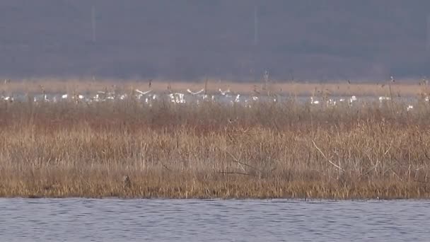 Весною Зграї Диких Птахів Лебедів Тигровому Естуарії Україно — стокове відео