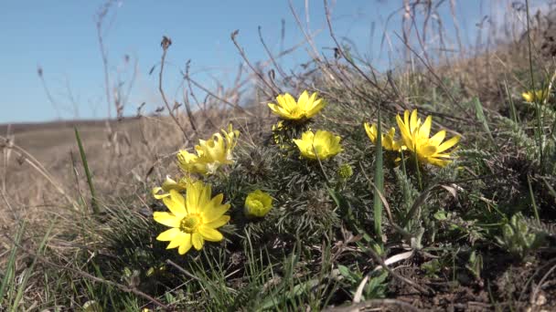 Adonis Vernalis Más Néven Fácán Szeme Tavaszi Fácán Szeme Sárga — Stock videók