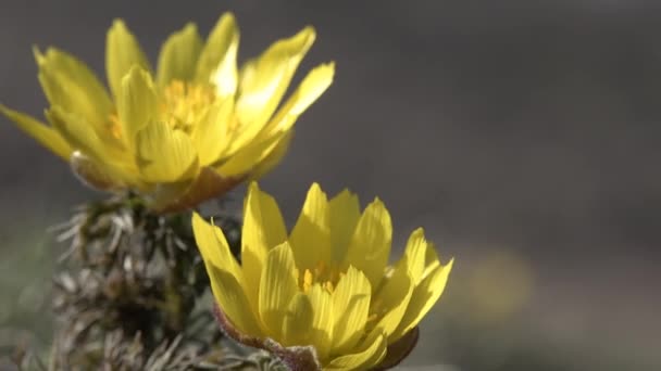아도니 베르날 Adonis Vernalis 푸아그라의 Spring Pheasants Eye Yellow Pheasants — 비디오