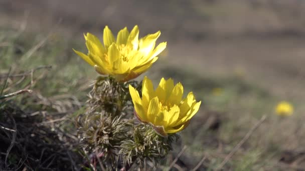 Adonis Vernalis Más Néven Fácán Szeme Tavaszi Fácán Szeme Sárga — Stock videók