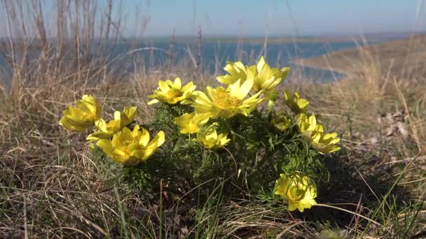 아도니 베르날 Adonis Vernalis 푸아그라의 Spring Pheasants Eye Yellow Pheasants — 비디오