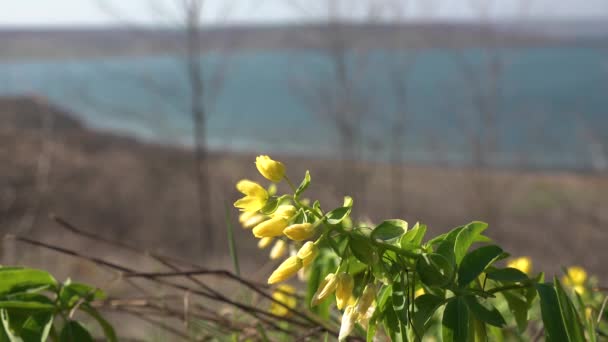 仙人掌 Gymnospermium Odessanum 乌克兰红皮书中的花植物 Tiligulsky河口 乌克兰 — 图库视频影像