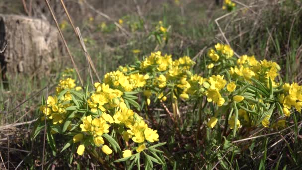 Gymnospermium Odessanum 우크라이나 북에서 강하구 우크라 — 비디오