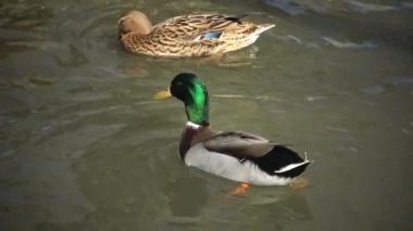 Ördeklerin cinsel davranışı Yaban ördeği (Anas platyrhynchos), Ukrayna