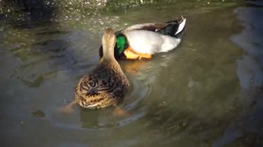 Ördeklerin cinsel davranışı Yaban ördeği (Anas platyrhynchos), Ukrayna