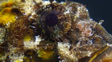 Zehirli ve tehlikeli bir balık. Karadeniz Balığı. Avrupa kara akrep balığı (Scorpaena porcus), akrep balığı. 