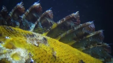 Zehirli iğneler, zehirli ve tehlikeli balıklar. Karadeniz Balığı. Avrupa kara akrep balığı (Scorpaena porcus), akrep balığı. 