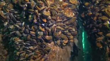 Karadeniz Balığı. (Neogobius melanostomus), Deniz istilacı türler Yuvarlak Goby. Ukrayna.