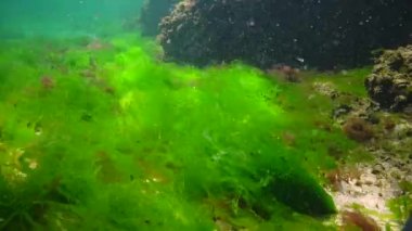 Karadeniz 'deki sualtı manzarası. Deniz tabanında yeşil, kırmızı ve kahverengi algler fırtına sırasında salınan algler.