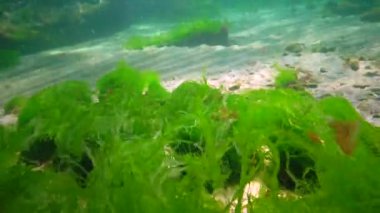 Karadeniz 'deki sualtı manzarası. Deniz tabanında yeşil, kırmızı ve kahverengi algler fırtına sırasında salınan algler.