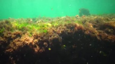 Karadeniz 'deki sualtı manzarası. Deniz tabanında yeşil, kırmızı ve kahverengi algler fırtına sırasında salınan algler.