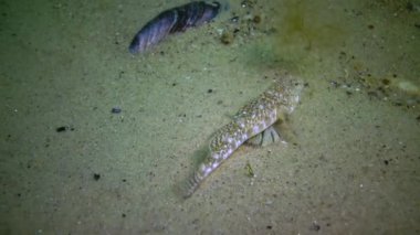 Mermer keçi (Pomatoshistus marmoratus) erkek, yuvasını bir midyenin kabuğu altında korur ve diğer Karadeniz 'deki Odessa Körfezi' ne saldırır.