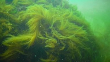 Karadeniz 'deki sualtı manzarası. Deniz tabanında yeşil, kırmızı ve kahverengi algler fırtına sırasında salınan algler.
