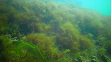 Karadeniz 'deki sualtı manzarası. Deniz tabanında yeşil, kırmızı ve kahverengi algler fırtına sırasında salınan algler.