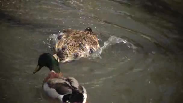 Ördeklerin Cinsel Davranışı Yaban Ördeği Anas Platyrhynchos Ukrayna — Stok video