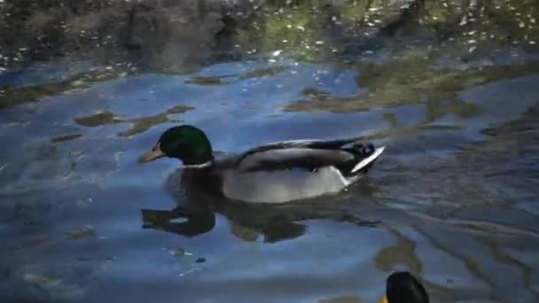 Σεξουαλική Συμπεριφορά Πάπιας Mallard Anas Platyrhynchos Ουκρανία — Αρχείο Βίντεο